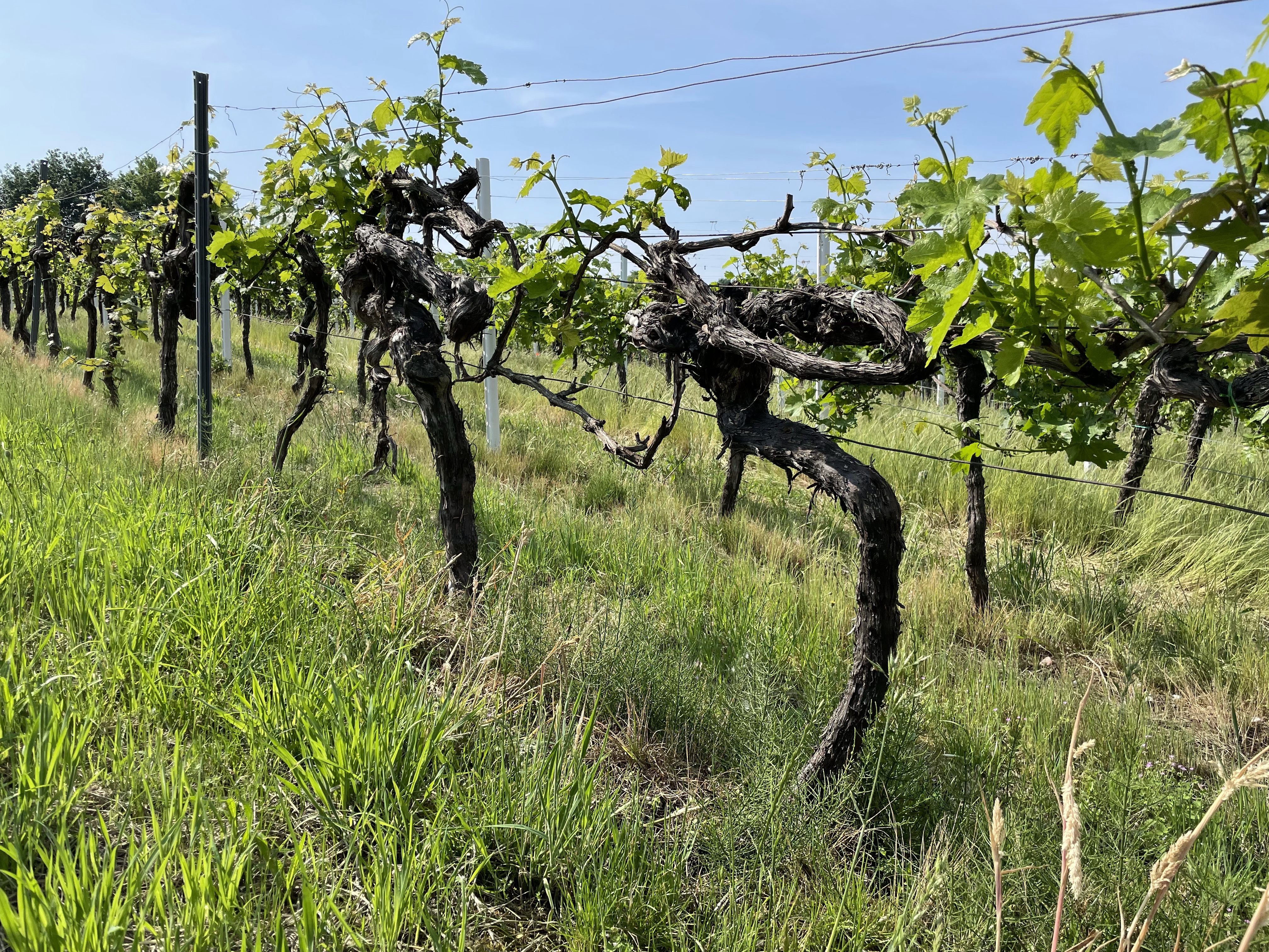 Geschützt: Gewitter am Weinberg