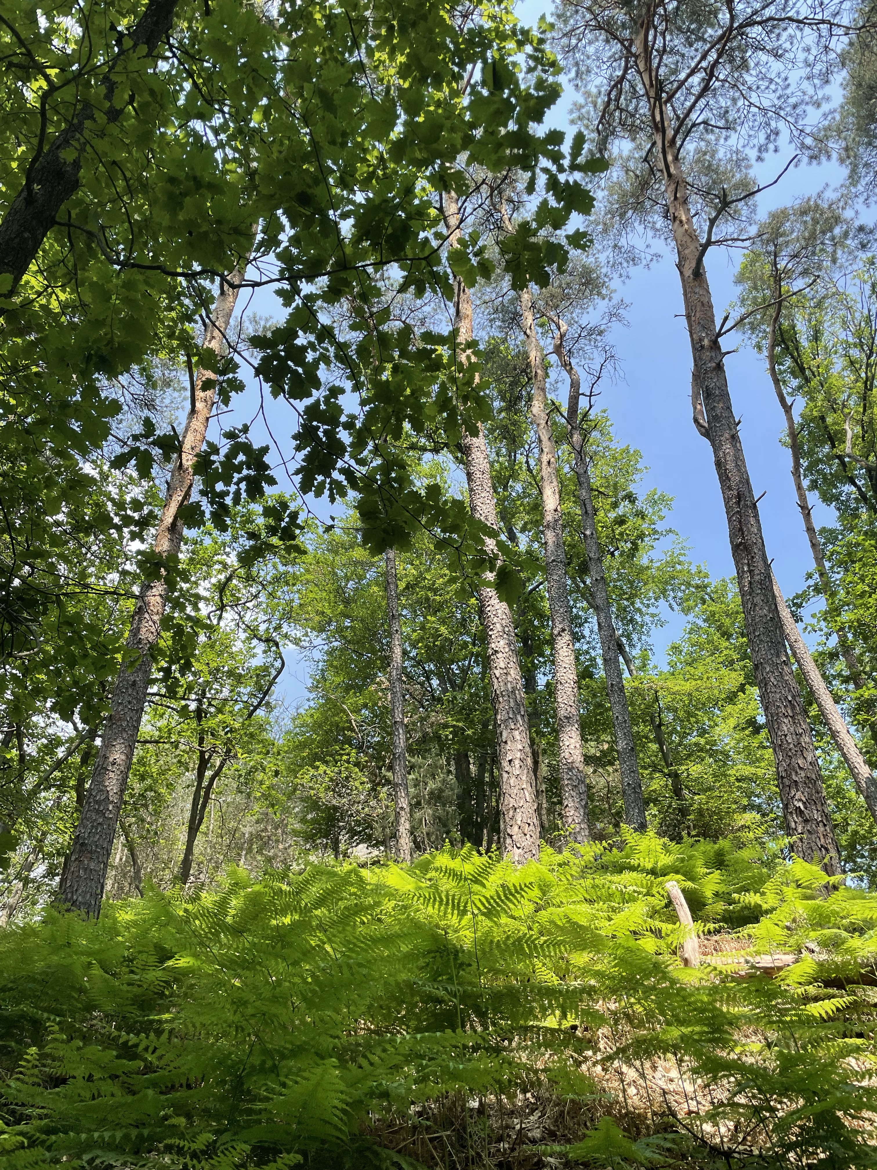 Geschützt: Wanderung zur Madenburg – Tag 2, die Rückkehr